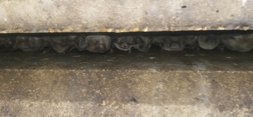 Bats in Home